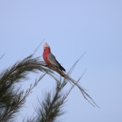 Eolophus roseicapilla (Galah) at Belconnen, ACT - 16 Feb 2019 by JimL