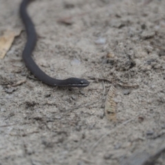 Drysdalia coronoides (White-lipped Snake) at Namadgi National Park - 16 Mar 2019 by Matthewl