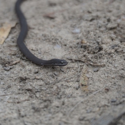 Drysdalia coronoides (White-lipped Snake) at Namadgi National Park - 16 Mar 2019 by Matthewl