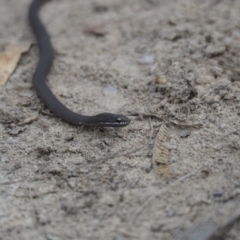 Drysdalia coronoides (White-lipped Snake) at Tennent, ACT - 16 Mar 2019 by Matthewl