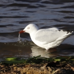 Chroicocephalus novaehollandiae (Silver Gull) at Lake Ginninderra - 16 Feb 2019 by Cricket