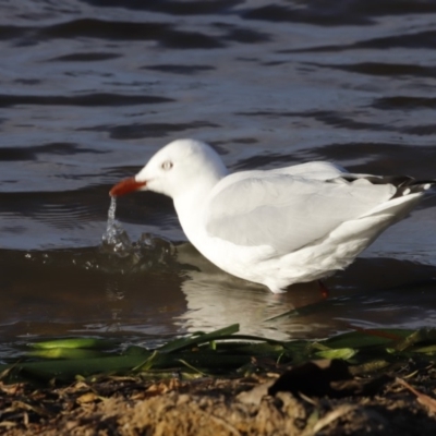 Chroicocephalus novaehollandiae (Silver Gull) at Belconnen, ACT - 16 Feb 2019 by JimL