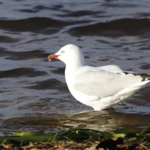 Chroicocephalus novaehollandiae at Belconnen, ACT - 16 Feb 2019