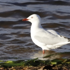 Chroicocephalus novaehollandiae at Belconnen, ACT - 16 Feb 2019