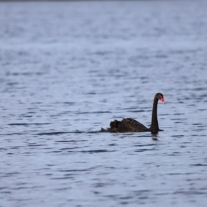 Cygnus atratus at Belconnen, ACT - 16 Feb 2019