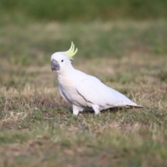 Cacatua galerita (Sulphur-crested Cockatoo) at Belconnen, ACT - 16 Feb 2019 by JimL