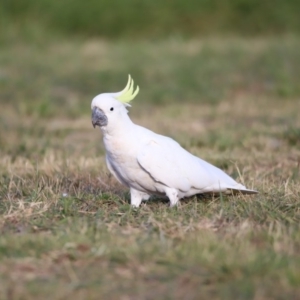 Cacatua galerita at Belconnen, ACT - 16 Feb 2019