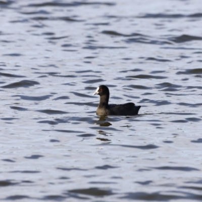 Fulica atra (Eurasian Coot) at Belconnen, ACT - 16 Feb 2019 by Cricket