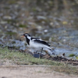 Grallina cyanoleuca at Belconnen, ACT - 16 Feb 2019