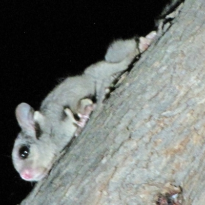 Petaurus notatus (Krefft’s Glider, Sugar Glider) at Yarralumla, ACT - 16 Mar 2019 by AndrewZelnik