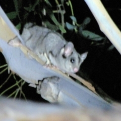 Petaurus notatus at Yarralumla, ACT - 16 Mar 2019