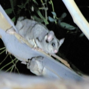 Petaurus notatus at Yarralumla, ACT - 16 Mar 2019 08:25 PM