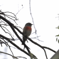 Petroica boodang (Scarlet Robin) at Booth, ACT - 16 Mar 2019 by JimL