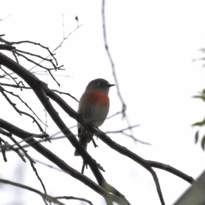 Petroica boodang (Scarlet Robin) at Booth, ACT - 15 Mar 2019 by Cricket