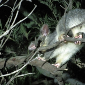 Trichosurus vulpecula at Yarralumla, ACT - 16 Mar 2019 08:38 PM