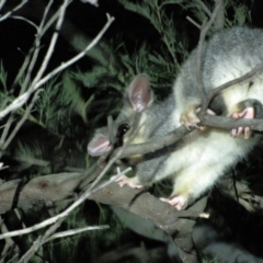 Trichosurus vulpecula (Common Brushtail Possum) at Stirling Park - 16 Mar 2019 by AndrewZelnik