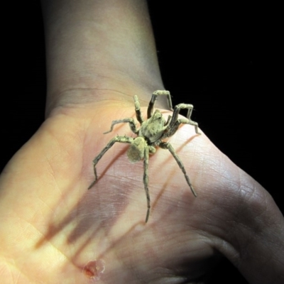 Portacosa cinerea (Grey wolf spider) at Stirling Park - 16 Mar 2019 by AndrewZelnik