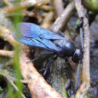 Austroscolia soror (Blue Flower Wasp) at Banks, ACT - 16 Feb 2019 by MichaelBedingfield