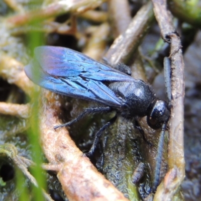 Austroscolia soror (Blue Flower Wasp) at Rob Roy Range - 16 Feb 2019 by michaelb