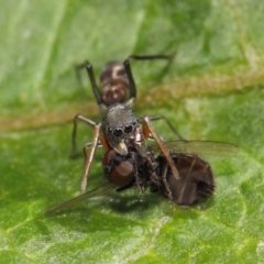 Myrmarachne sp. (genus) (Unidentified Ant-mimic jumping spider) at Acton, ACT - 14 Mar 2019 by TimL