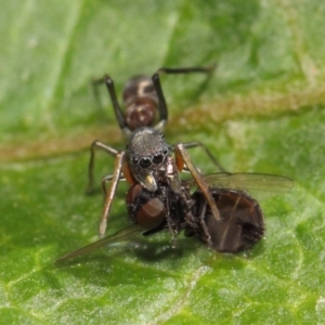 Myrmarachne sp. (genus) at Acton, ACT - 14 Mar 2019