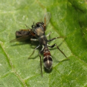 Myrmarachne sp. (genus) at Acton, ACT - 14 Mar 2019