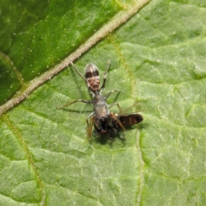 Myrmarachne sp. (genus) at Acton, ACT - 14 Mar 2019