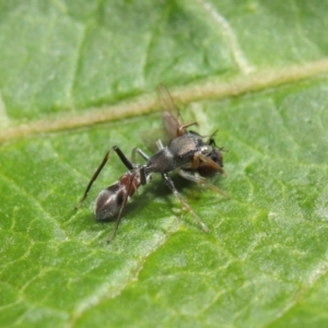 Myrmarachne sp. (genus) at Acton, ACT - 14 Mar 2019