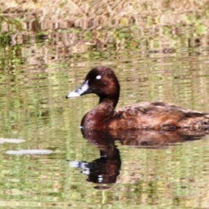 Aythya australis at Dignams Creek, NSW - 8 Mar 2019