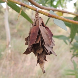 Hyalarcta huebneri at Tuggeranong DC, ACT - 12 Mar 2019