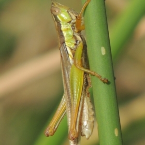 Bermius brachycerus at Banks, ACT - 16 Feb 2019 06:38 PM