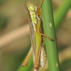 Bermius brachycerus (A grasshopper) at Banks, ACT - 16 Feb 2019 by michaelb