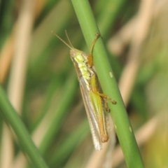 Bermius brachycerus at Banks, ACT - 16 Feb 2019