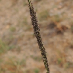Sporobolus creber (Slender Rat's Tail Grass) at Rob Roy Range - 16 Feb 2019 by michaelb