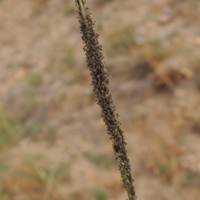 Sporobolus creber (Slender Rat's Tail Grass) at Banks, ACT - 16 Feb 2019 by MichaelBedingfield