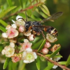 Cerceris sp. (genus) (Unidentified Cerceris wasp) at Hackett, ACT - 14 Mar 2019 by TimL