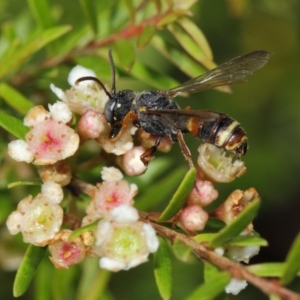 Cerceris sp. (genus) at Hackett, ACT - 14 Mar 2019 01:21 PM