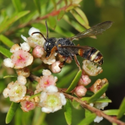 Cerceris sp. (genus) (Unidentified Cerceris wasp) at Hackett, ACT - 14 Mar 2019 by TimL
