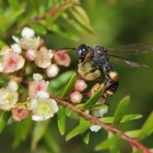 Cerceris sp. (genus) at Hackett, ACT - 14 Mar 2019 01:21 PM