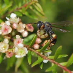 Cerceris sp. (genus) at Hackett, ACT - 14 Mar 2019