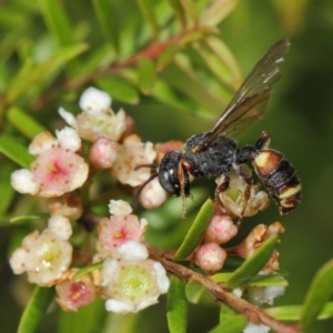 Cerceris sp. (genus) at Hackett, ACT - 14 Mar 2019 01:21 PM