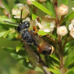 Cerceris sp. (genus) at Hackett, ACT - 14 Mar 2019 01:21 PM