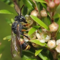 Cerceris sp. (genus) at Hackett, ACT - 14 Mar 2019 01:21 PM