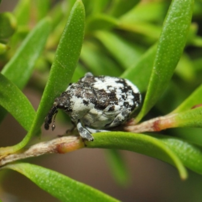 Mogulones larvatus (Paterson's curse crown weevil) at Hackett, ACT - 14 Mar 2019 by TimL