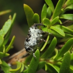 Mogulones larvatus at Hackett, ACT - 14 Mar 2019 01:27 PM