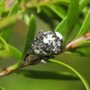 Mogulones larvatus at Hackett, ACT - 14 Mar 2019 01:27 PM