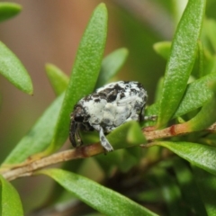 Mogulones larvatus at Hackett, ACT - 14 Mar 2019 01:27 PM