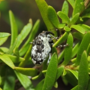 Mogulones larvatus at Hackett, ACT - 14 Mar 2019 01:27 PM