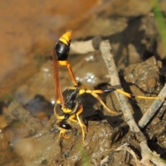 Sceliphron laetum (Common mud dauber wasp) at Gordon, ACT - 17 Feb 2019 by michaelb