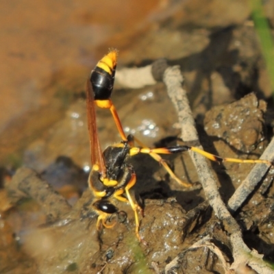 Sceliphron laetum (Common mud dauber wasp) at Point Hut Pond - 17 Feb 2019 by michaelb